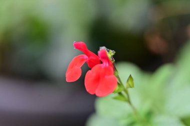 Güzel çiçek bahçede büyüyen
