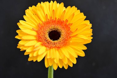 Gerbera çiçeği koyu arkaplanda