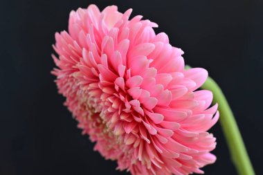 Gerbera çiçeği koyu arkaplanda