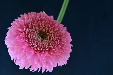 Gerbera çiçeği koyu arkaplanda