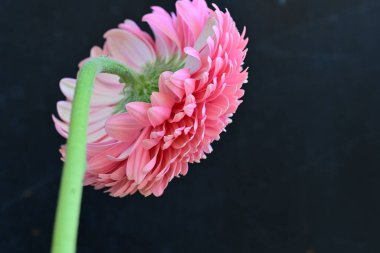 Gerbera çiçeği koyu arkaplanda