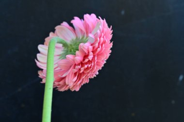 Gerbera çiçeği koyu arkaplanda