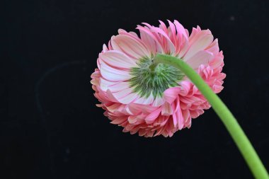 Gerbera çiçeği koyu arkaplanda