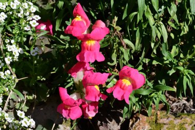 Güzel Çiçeklerin Yakından Görünümü, Doğa Arkaplanı 