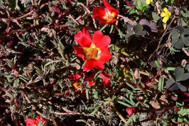 Güzel Çiçeklerin Yakından Görünümü, Doğa Arkaplanı 