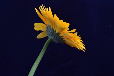 Gerbera çiçeği koyu arkaplanda