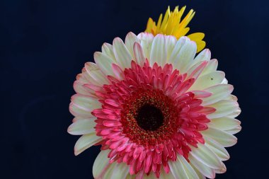 Gerbera çiçekleri koyu arkaplanda