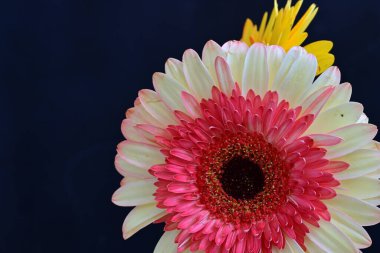 Gerbera çiçekleri koyu arkaplanda