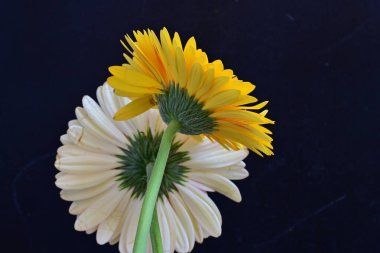 Gerbera çiçekleri koyu arkaplanda