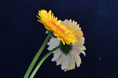 Gerbera çiçekleri koyu arkaplanda