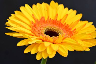 Gerbera çiçeği koyu arkaplanda