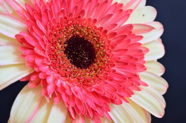 Gerbera çiçeği koyu arkaplanda