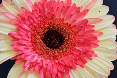 Gerbera çiçeği koyu arkaplanda