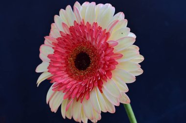 Gerbera çiçeği koyu arkaplanda