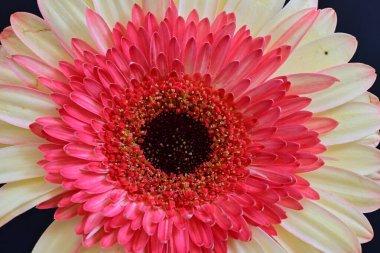 Gerbera çiçeği koyu arkaplanda