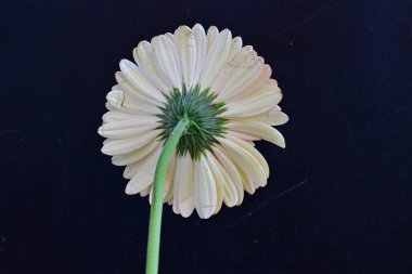 Gerbera çiçeği koyu arkaplanda