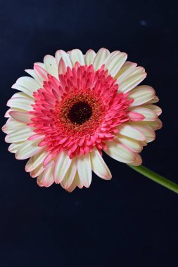 Gerbera çiçeği koyu arkaplanda