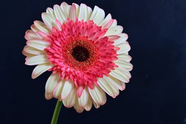 Gerbera çiçeği koyu arkaplanda