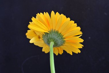 Gerbera çiçeği koyu arkaplanda