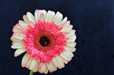 Gerbera çiçeği koyu arkaplanda