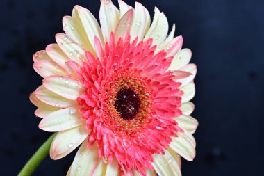 Gerbera çiçeği koyu arkaplanda
