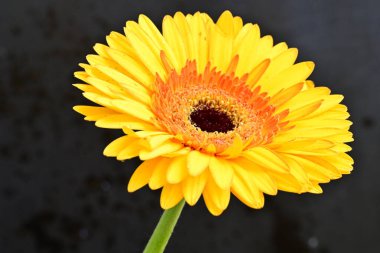 Gerbera çiçeği koyu arkaplanda