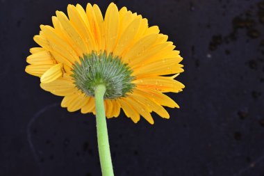 Gerbera çiçeği koyu arkaplanda