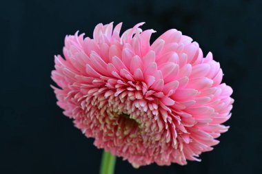 Gerbera çiçeği koyu arkaplanda