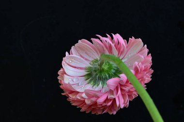 Gerbera çiçeği koyu arkaplanda