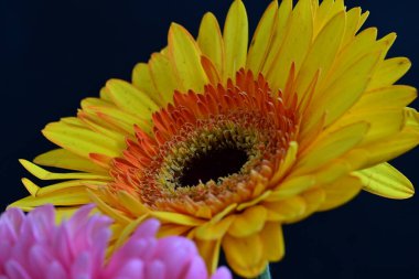 Gerbera çiçeği koyu arkaplanda