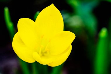 Bahçedeki güzel sarı çiçek