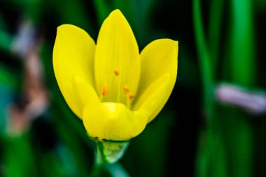 Bahçedeki güzel sarı çiçek