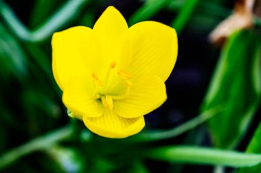 Güzel botanik fotoğrafı, doğal duvar kağıdı.
