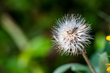 Bahçedeki bir çiçeğe yaklaş
