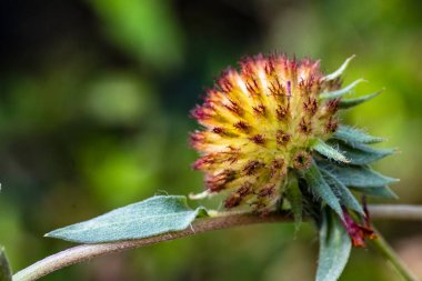 Güzel çiçek bahçede büyüyen