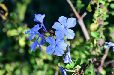 Güzel Çiçeklerin Yakından Görünümü, Doğa Arkaplanı 