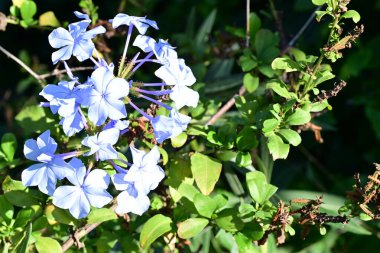 Güzel Çiçeklerin Yakından Görünümü, Doğa Arkaplanı 