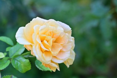 güzel gül bahçesinde yakın çekim 