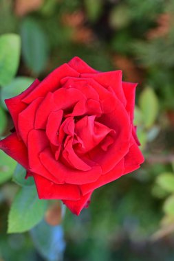 güzel gül bahçesinde yakın çekim 