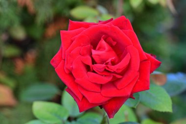 güzel gül bahçesinde yakın çekim 