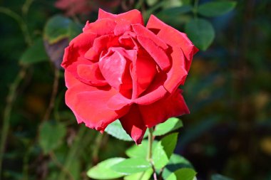 güzel gül bahçesinde yakın çekim 