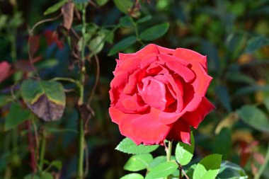 güzel gül bahçesinde yakın çekim 