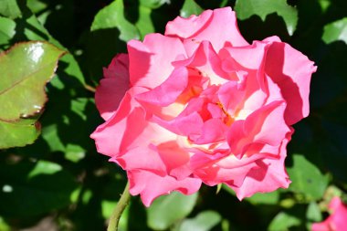 Parktaki çalıların üzerinde pembe gül çiçeği