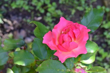 Parktaki çalıların üzerinde pembe gül çiçeği