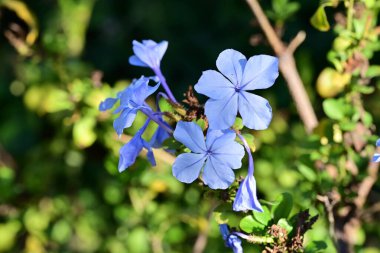 Güzel Çiçeklerin Yakından Görünümü, Doğa Arkaplanı 