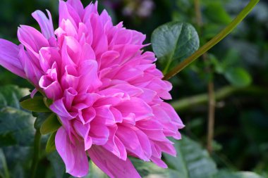 Güzel Çiçeklerin Yakından Görünümü, Doğa Arkaplanı 