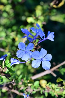 Bahçedeki mavi çiçekler