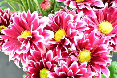 Bahçedeki güzel kasımpatı çiçekleri