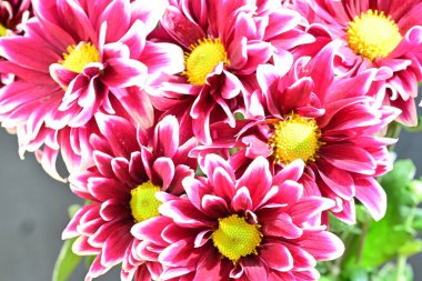 Bahçedeki güzel kasımpatı çiçekleri