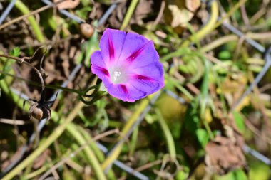 Bahçedeki güzel mor çiçekler